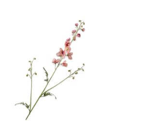 Silk-ka - DELPHINIUM TAK ROZ/BTY 101 cm